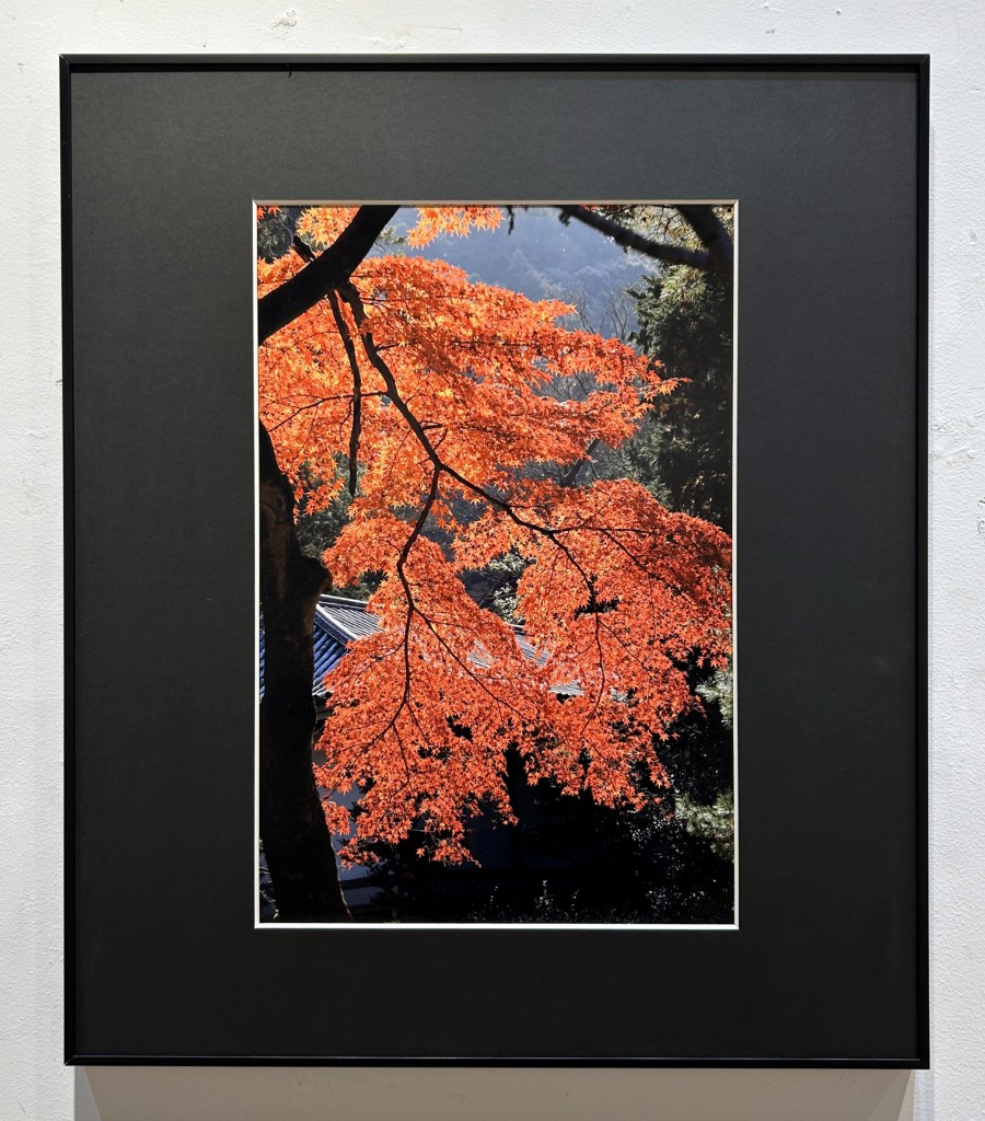28：S38_京都のささやかな紅葉2